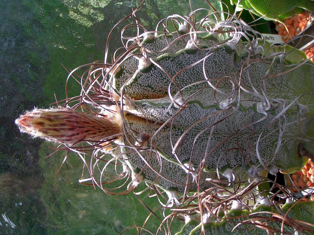 Astrophytum capricorne